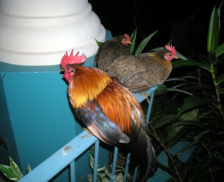 bantam chickens, La Ceiba, Honduras