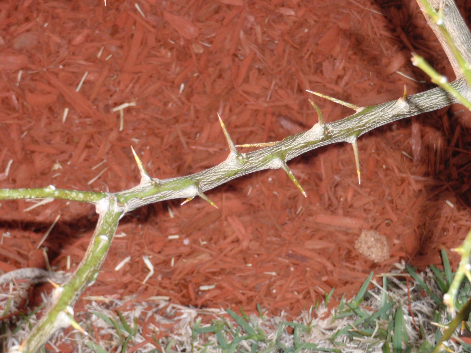 South Florida Gardening Blog Lemon Tree (Citrus spp.)