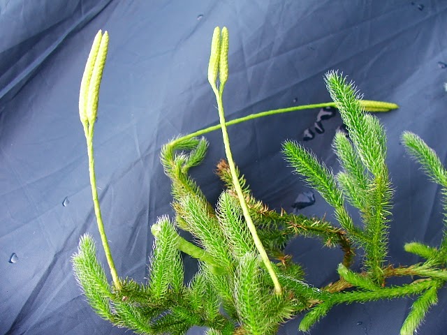 flora-spontana-pedicuta-lycopodium-clavatum