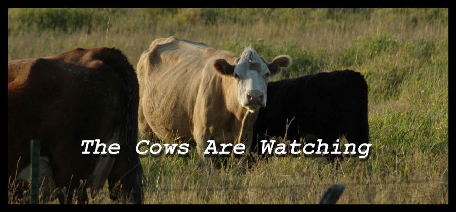 The Cows are Watching