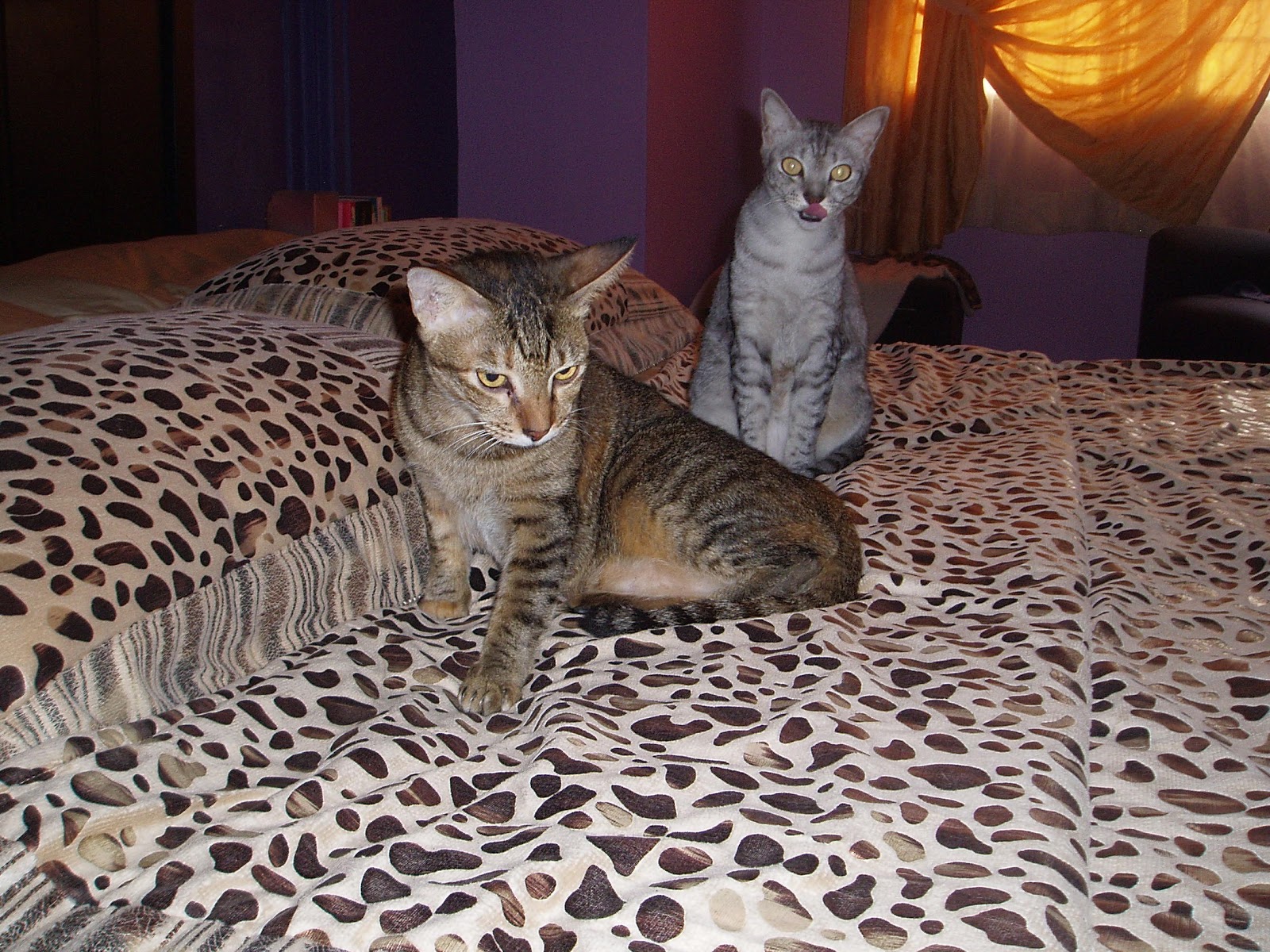 As Good As It Gets: The chicken pox conspiracy