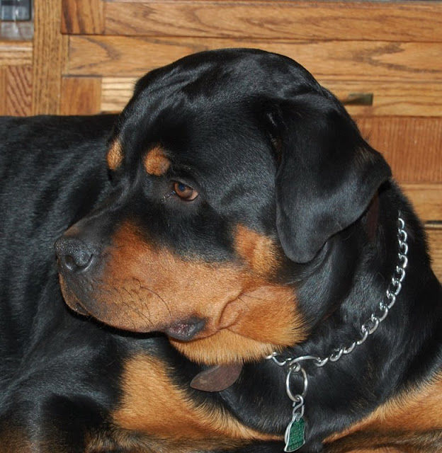 Living with Rottweilers: Have you ever been kissed by an affectionate ...
