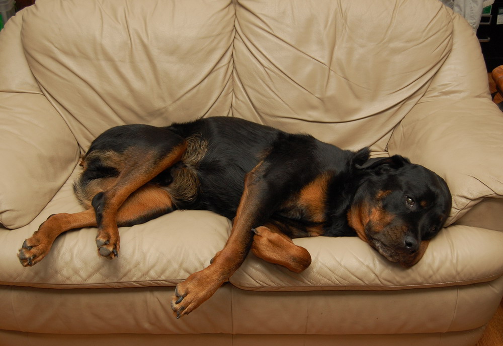 Living with Rottweilers Spending time in the house on rainy days.