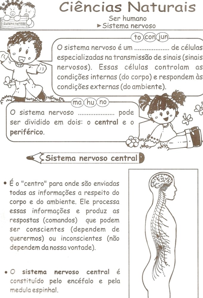 Atividades sobre Sistema Nervoso - Ensino Fundamental.  Sistema nervoso,  Atividades sobre, Ciências do ensino fundamental