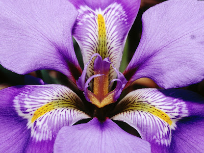 artful flowers wallpapers free download || flower photography images ...