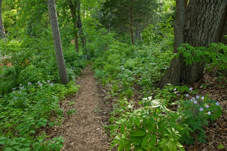 Restoring the landscape with native plants oak woodland brushland