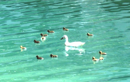 [DucksApril09+005.jpg]