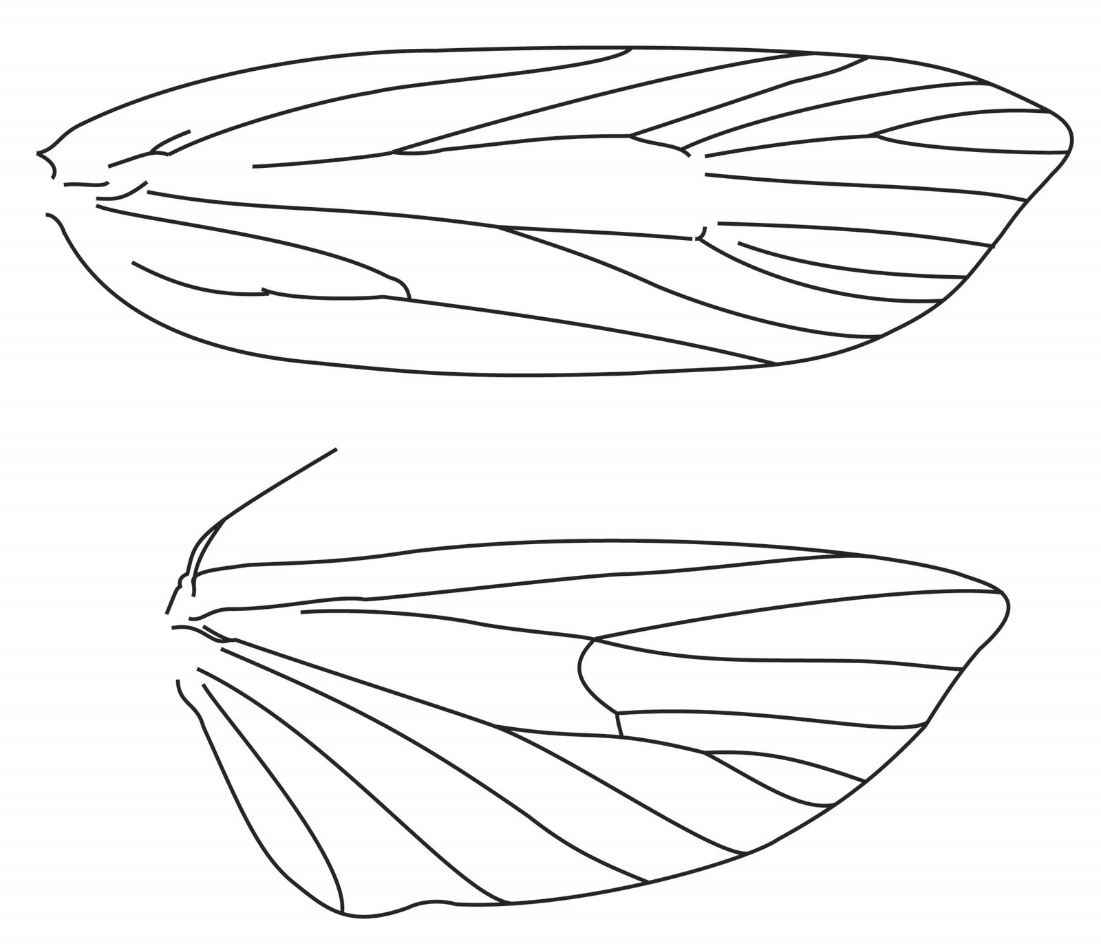 Xyloryctine Moths of Australia Lichenaula maculosa