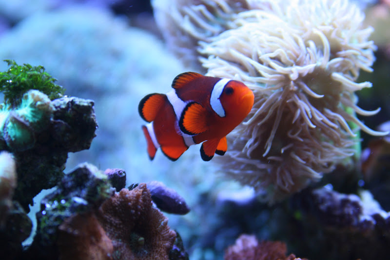 Clown Fish, Tong's Tropical Fish Store, Fountain Valley, California