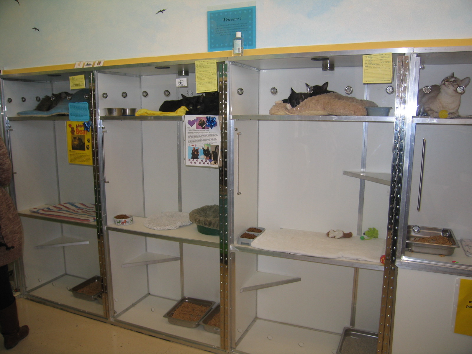 43 Pet Adoption Centers Tucson Az Gif