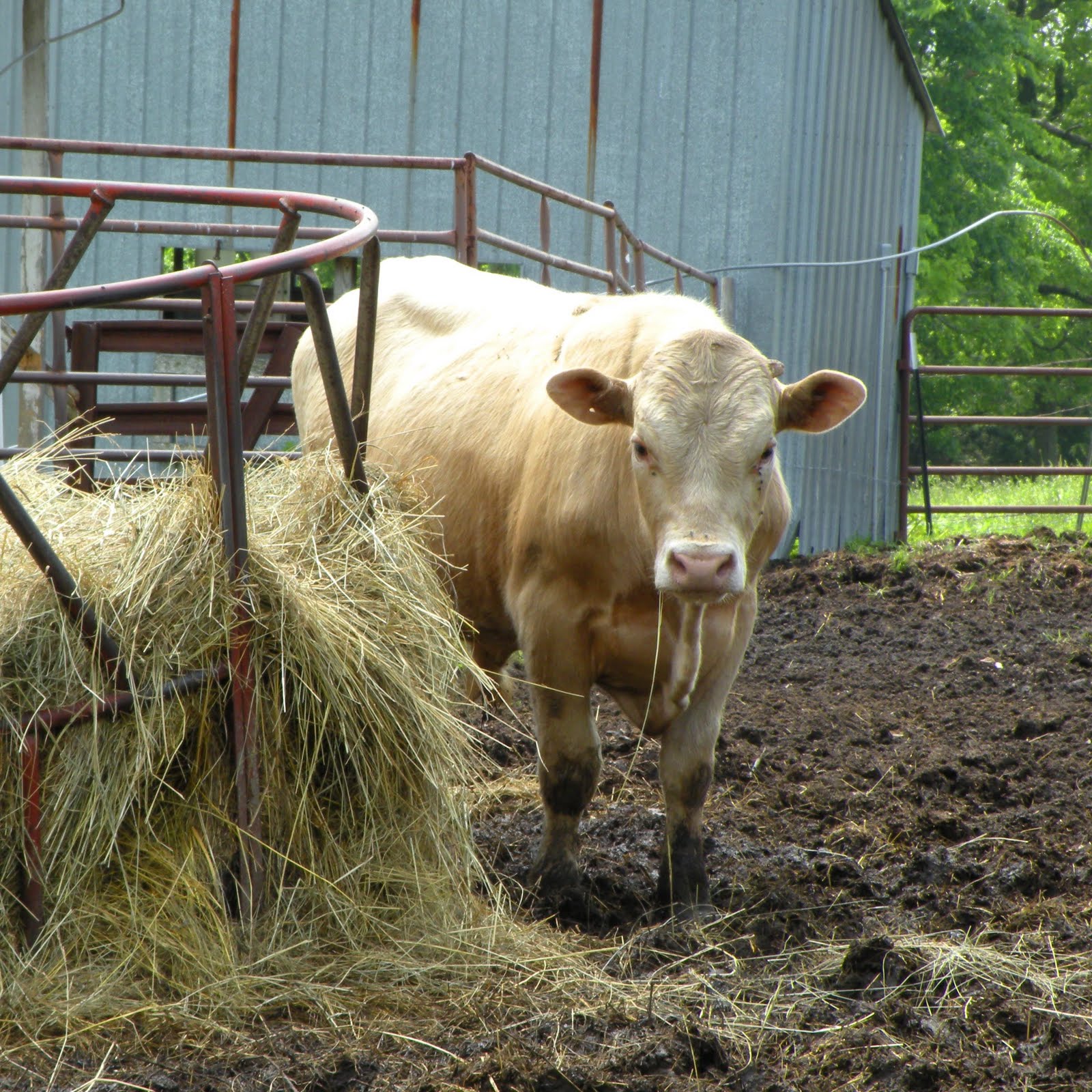Ussery Beefalo HEIFERS & STEERS FOR SALE
