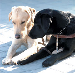 GUIAS PARA HUMANOS