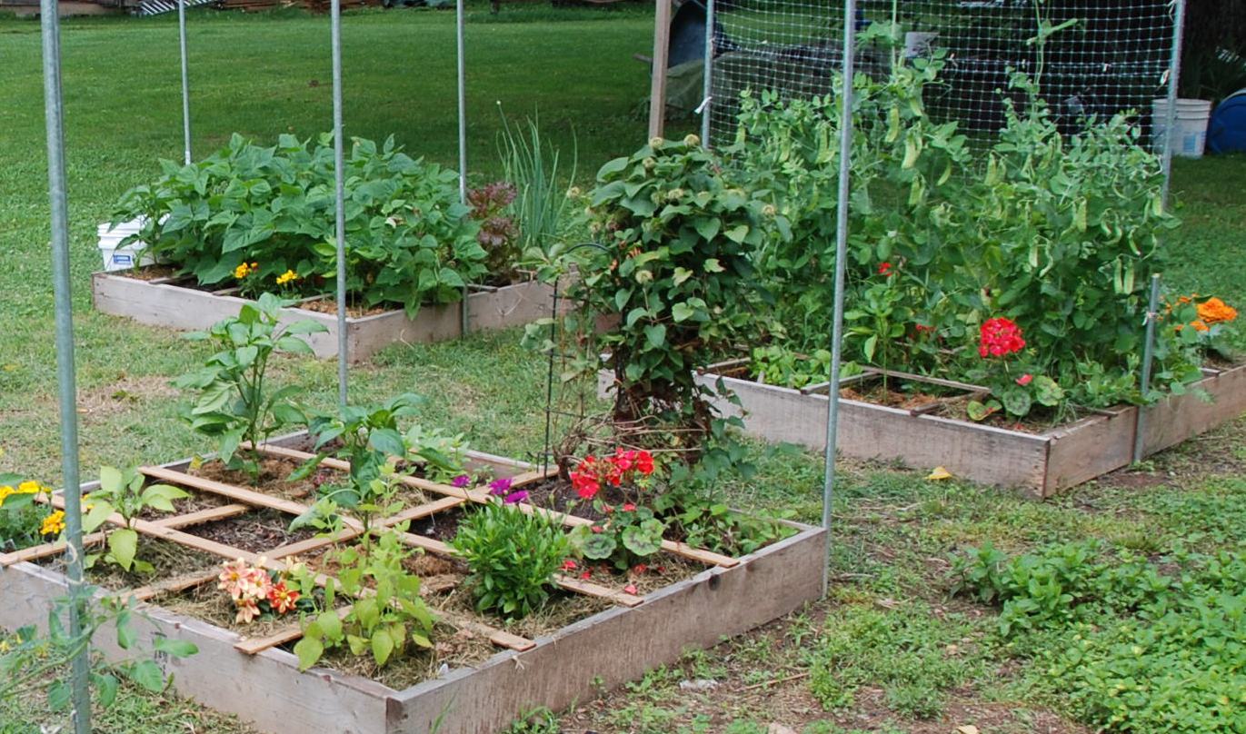 DAYLE FERGUSSON'S CORNER: Organic Gardening for Health & Happiness