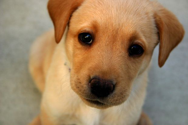 Animais E O Espiritismo Chico Xavier E Os Animais