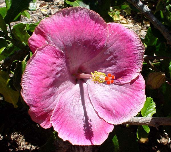 Artificial Flowers and Arrangements For Sale and Order HIBISCUS FLOWERS 4