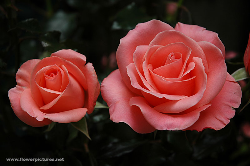 Artificial flowers and arrangements for sale and order double roses Artificial flowers and arrangements for sale and order double roses