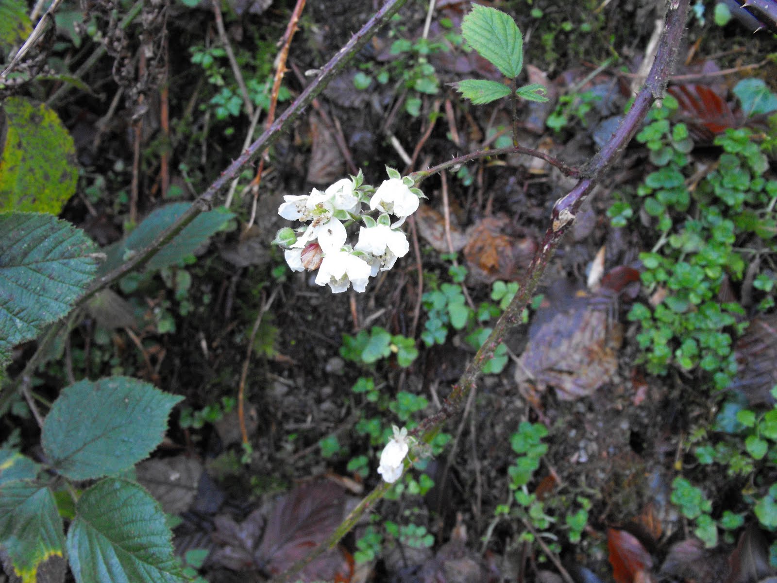 [2009_12122009Septcarewcastle0016.JPG]