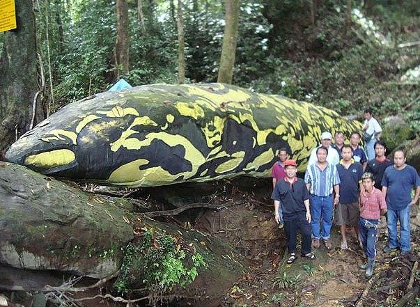 Arkib News Utusan Sarawak Cawangan Sri Aman Batu Nabau Batu Ular Gergasi Di Engkilili