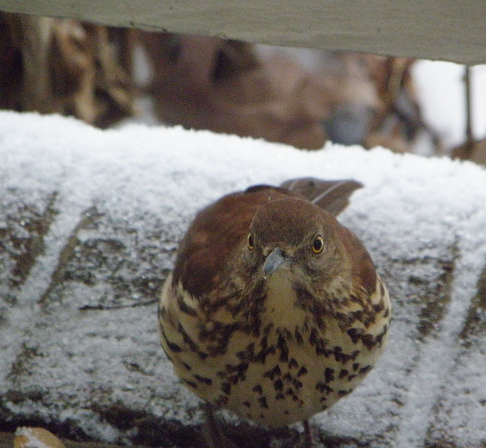 [2009_12_08+141.jpg]