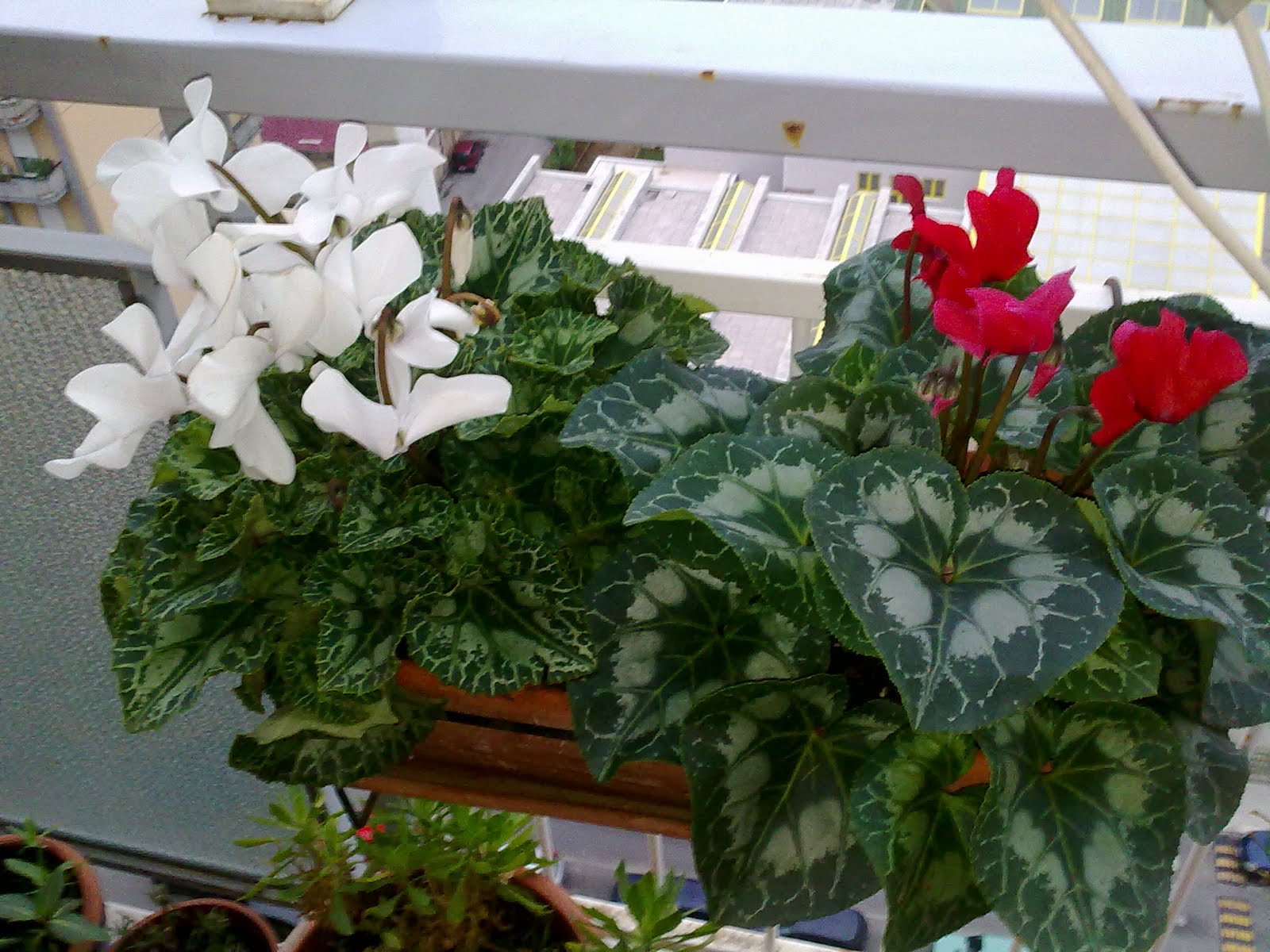 2 Cyclamens Terre Romagne En Pot 12cm | Fleurs Violettes - Plantes D'intérieur Et Extérieur