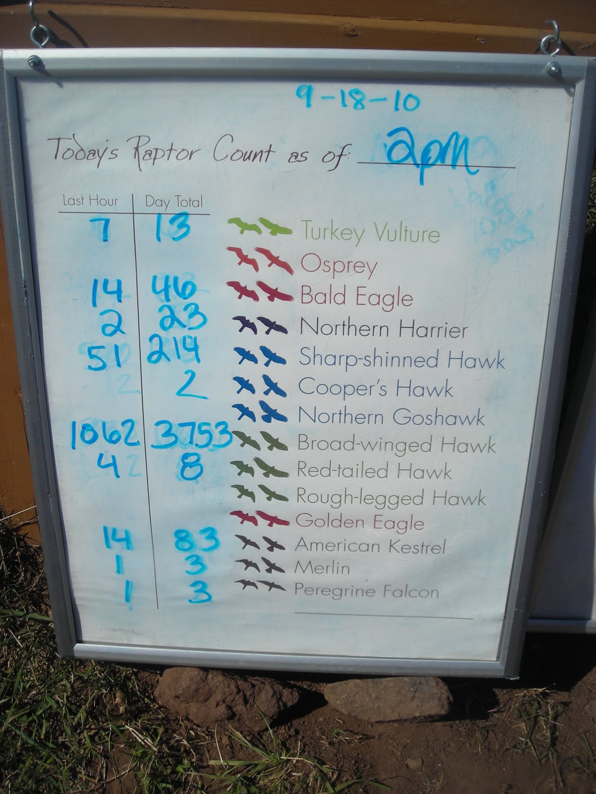 A Naturalist's Journal: The Great Fall Raptor Migration