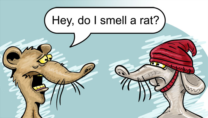 rat smelly coroflot pelosi smells someone