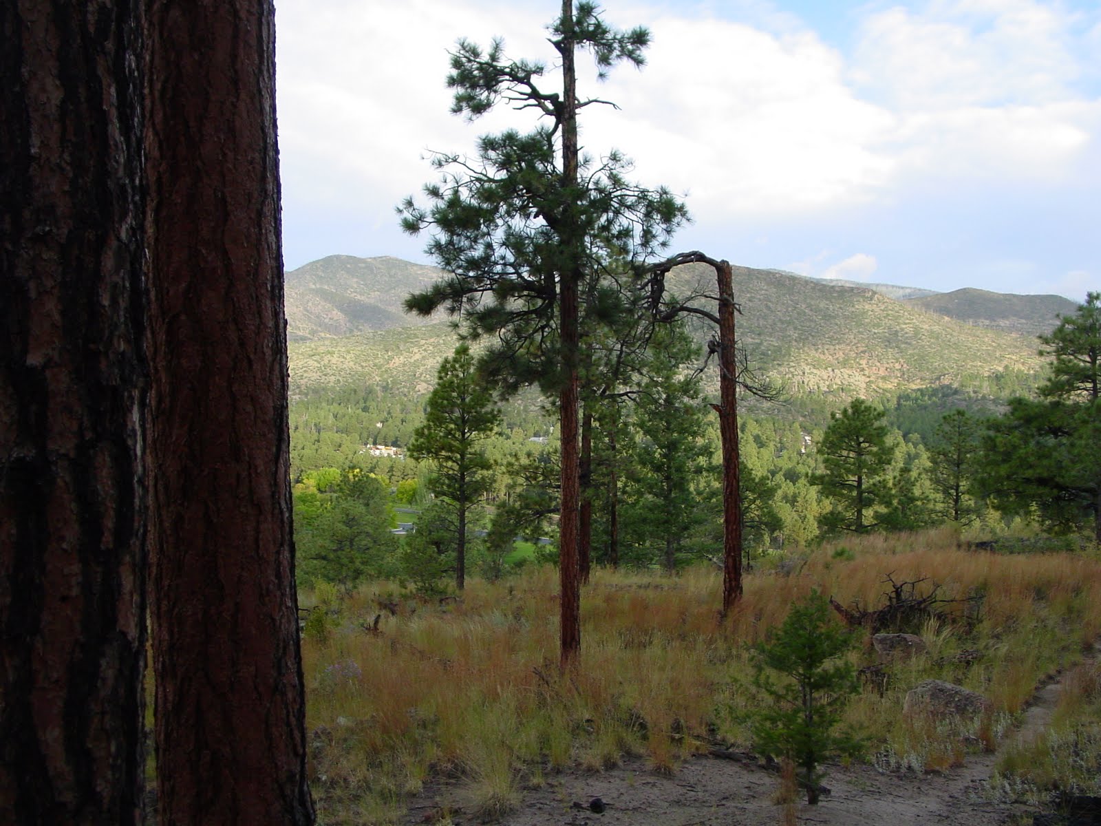 Please Pass the Greens Anticipating New Mexico, New York, Chillies and Tea