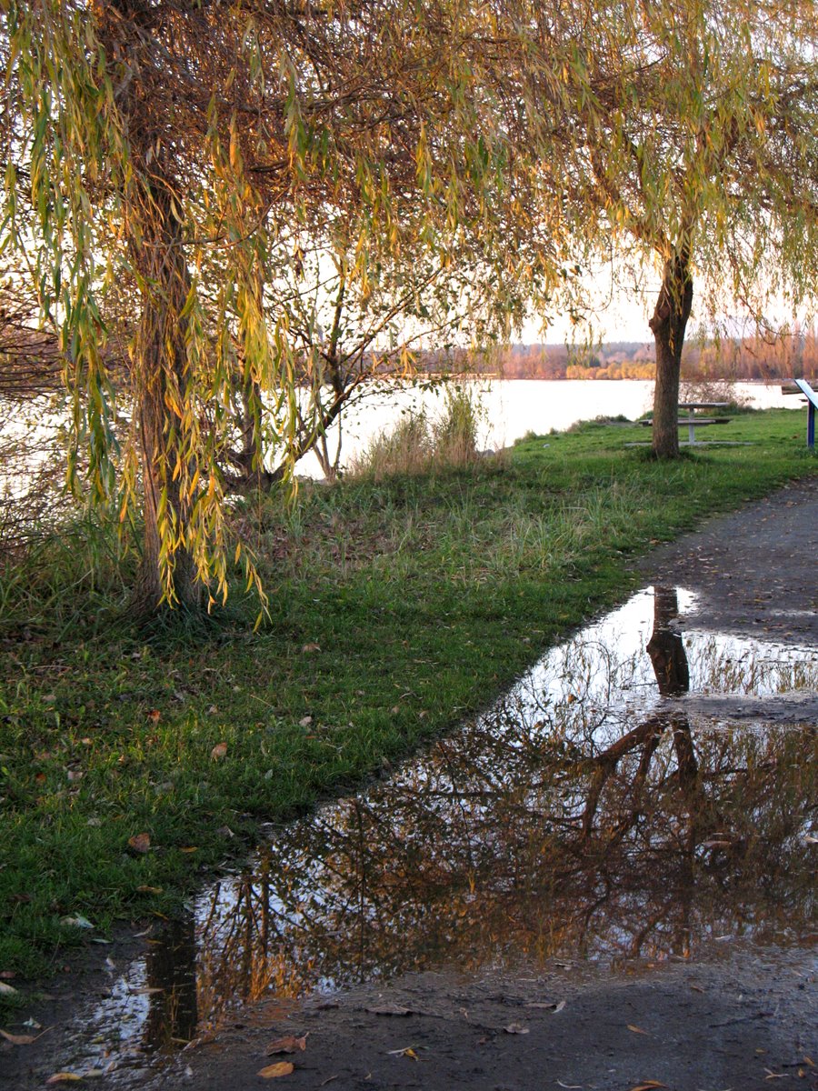 [willow+in+fall+w+reflection.jpg]