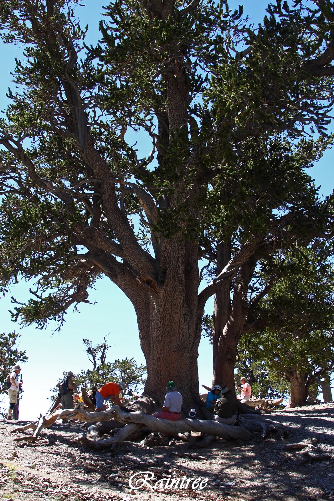 Around the Bend Friends ® Raintree (via North Loop)