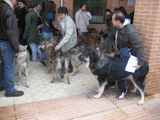 cabriola con los lobos en zaragoza 2008