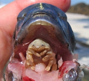 parasite_fish_tongue.jpg