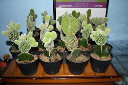 Kaktus Mini Opuntia