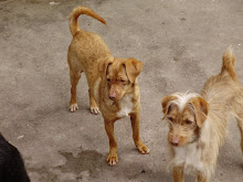 Canela y Lupita adoptadas