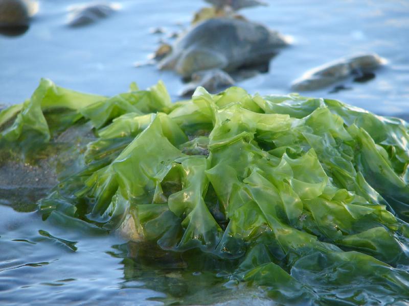 The Green Sanctuary: Health Benefits of Seaweeds The Green Sanctuary: Health Benefits of Seaweeds
