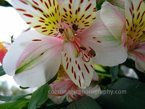 Alstroemeria flower macro