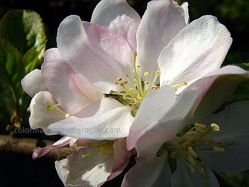 Spring blossom-macro photo