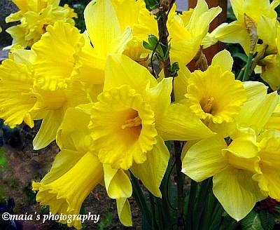 Bouquet of Yellow daffodils