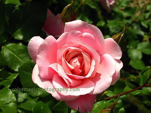 Single pink rose