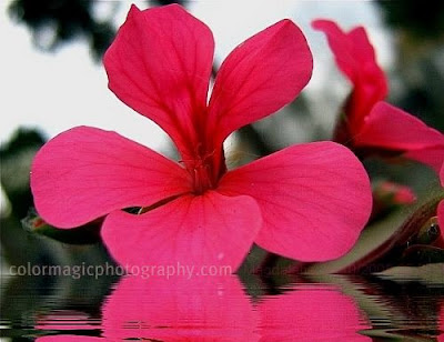 Pink-magenta geranium-macro photo