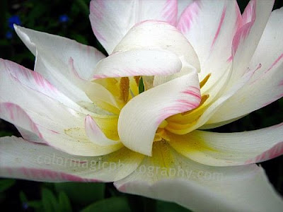 White-pink flamed, peony tulip-macro photo