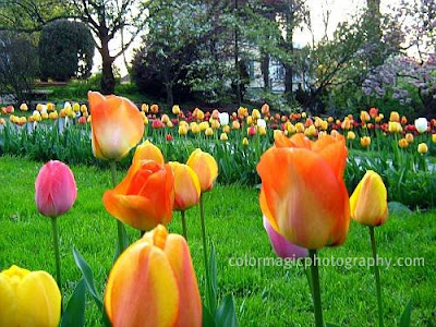 Tulip garden