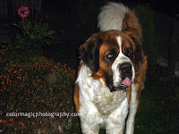 A beautiful Saint Bernard watching over the property in the night