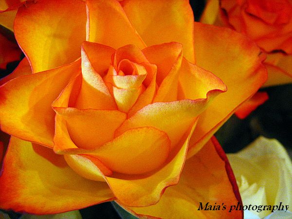 Orange rose close-up picture