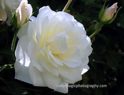 White rose in my garden