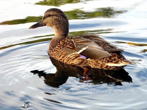 [Mallard+femail+duck+close-up.jpg]