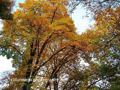 Autumn trees-yellow leaves