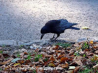 Carrion Crow-Corvus corone