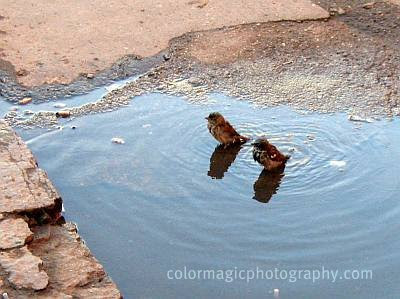 Two hen-sparrows in the puddle