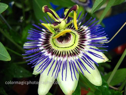 Passiflora caerulea-blue passion flower close-up