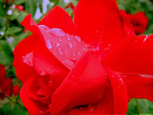 Red rose with raindrops-macro photo